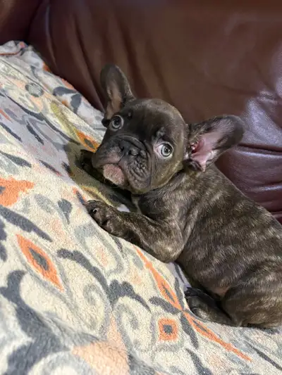 french bulldog /bulldog français à adopter , View more