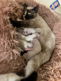 Siamese kittens for sale