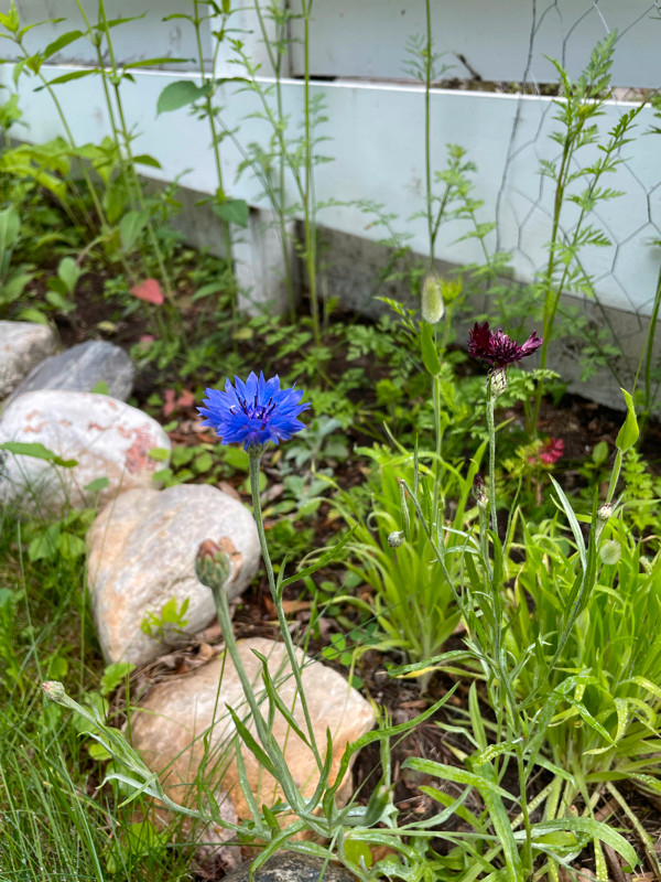 Bachelor Button, Blue/Purple Mix Seeds in Plants, Fertilizer & Soil in Saskatoon - Image 2