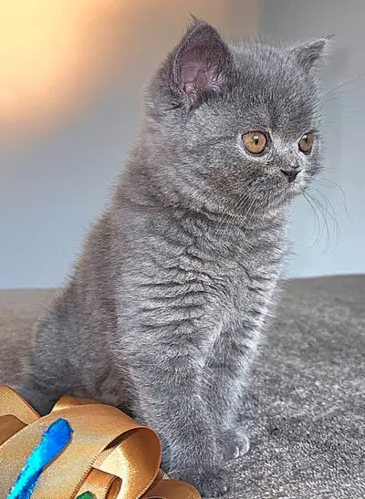 Chaton femelle British Shorthair bleu, View more