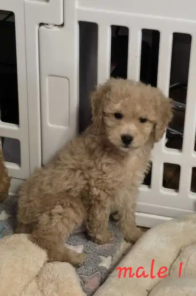 Cockapoo pups, View more