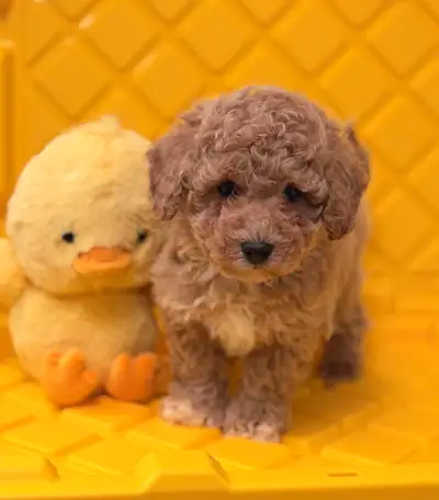 Stunning bichonpoo puppy, View more