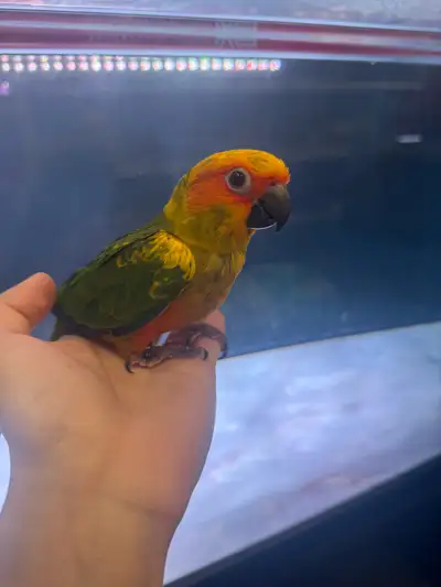 sun conure baby for sale at TT pets, View more