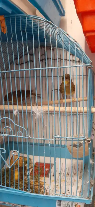 Gloucester canary ., View more