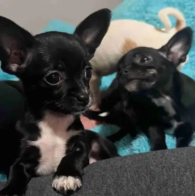 Chihuahua Puppies, View more