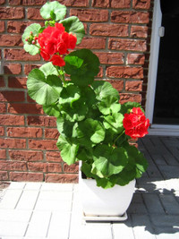 Potted Red Geranium Plant