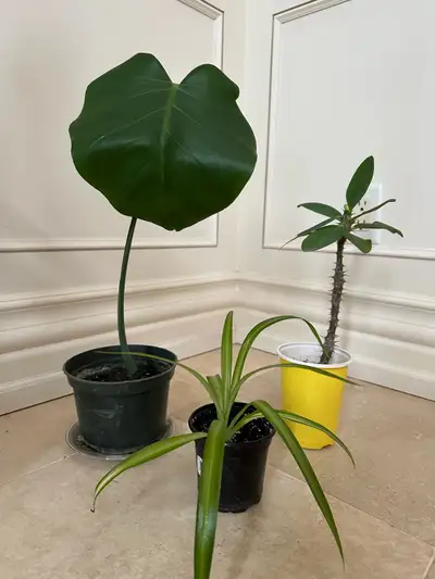 Monstera deliciosa & crown of thorns & spider plant bundle , View more