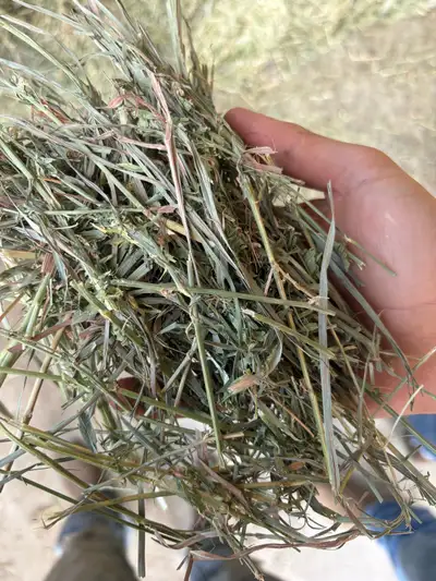 2nd cut alfalfa grass small squares - DELIVERY AVAILABLE, View more