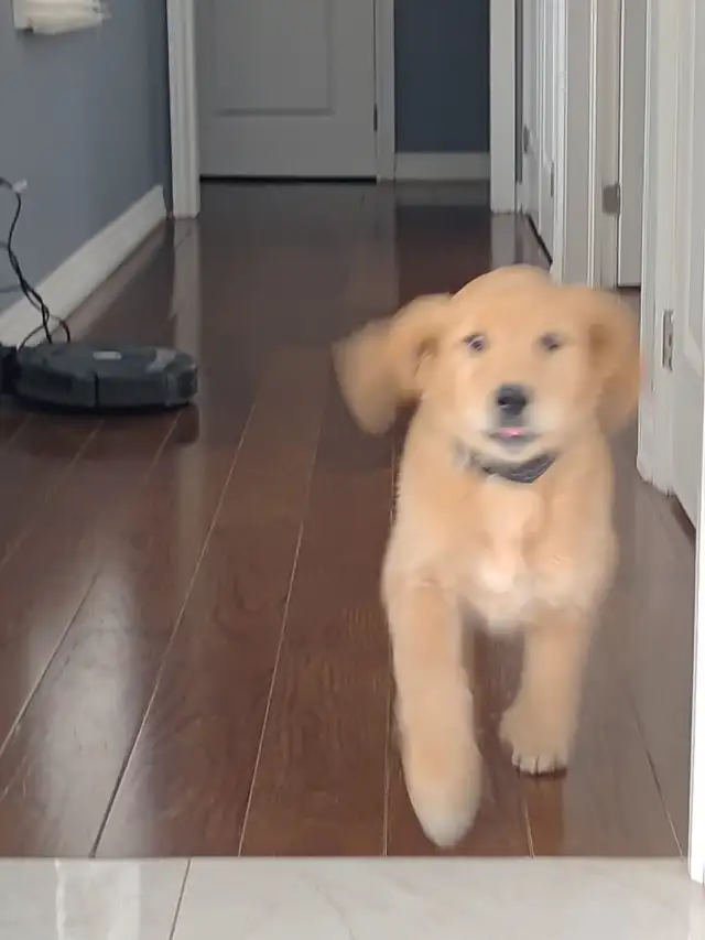 rehoming puppy in Dogs & Puppies for Rehoming in Markham / York Region - Image 3