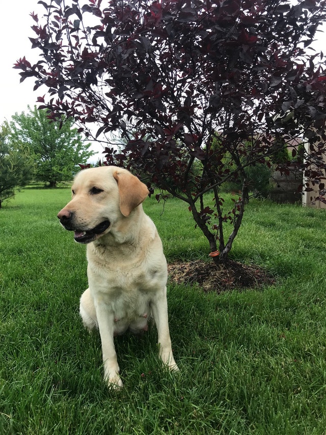 Purebred yellow Labrador Dogs & Puppies for Rehoming St. Catharines