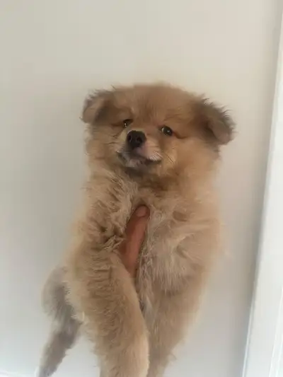 Meet our charming purebred Pomeranian puppy, a fluffy bundle of joy ready to find a loving home! Thi...