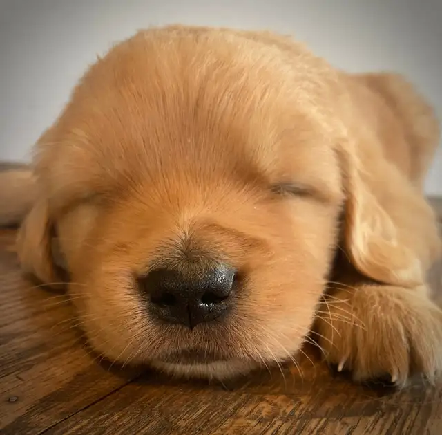 Golden Retriever Puppies: Show Lines! OFA CHIC certified! in Dogs & Puppies for Rehoming in Norfolk County - Image 11