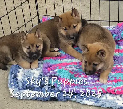 Shiba Inu Puppies, View more