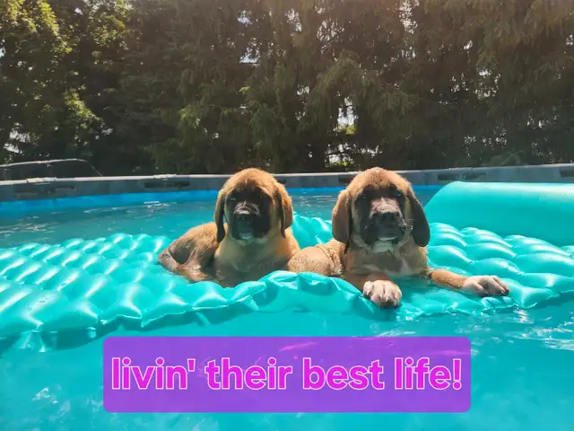 english mastiff puppies in Dogs & Puppies for Rehoming in London - Image 2