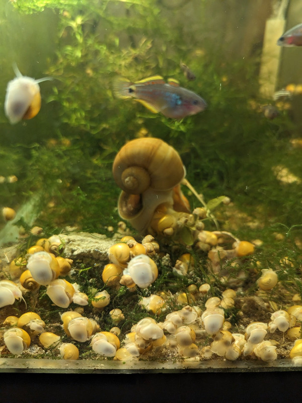 Gold Mystery Snails in Fish for Rehoming in Gatineau - Image 2