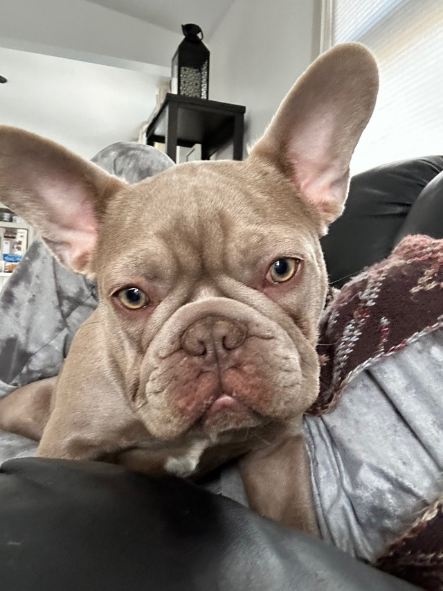 French bulldog in Dogs & Puppies for Rehoming in Prince Albert - Image 2