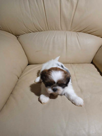 Shih tzu puppies for rehoming 