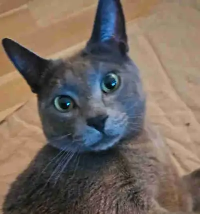 Chat Mâle croisé siamois, View more