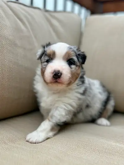 2,264 ads for puppies dog puppy in All Categories in Canada