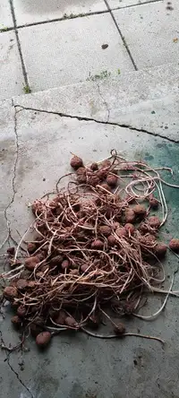 Free seed potatoes 