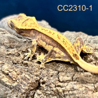 Baby Crested Gecko - CC2310-1