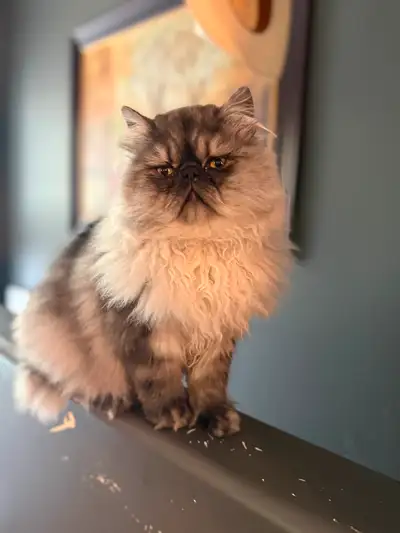 Male Himalayan cat intact eight months old,, View more