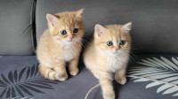 British shorthair *Mothers day special***this weekend only!