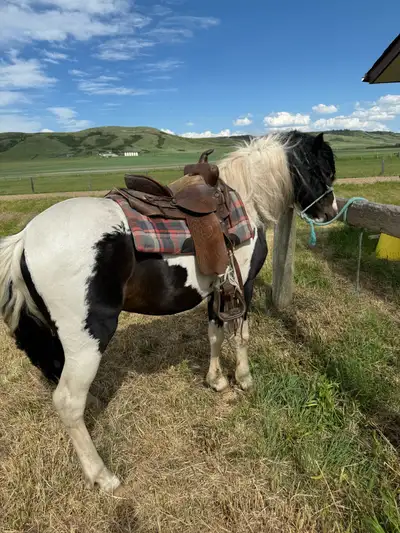 welsh pony X, View more