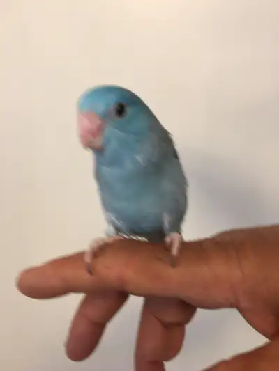 HANDFED BABY PARROTLETS FOR SALE., View more