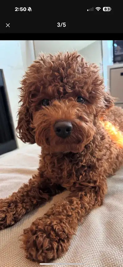 Dark red poodle puppy , View more
