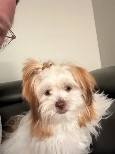 Maltese x Shih Tzu – Ready for her new home!, View more