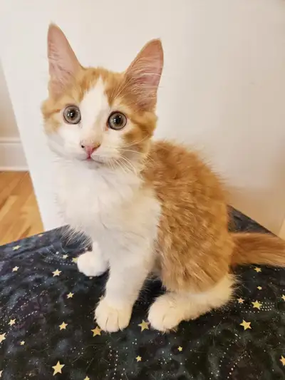 Brother & Sister Ready for their Forever home!, View more