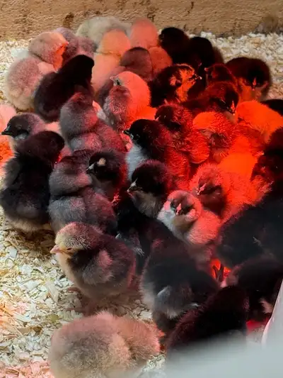 Lots of day old chicks available Black laced Orpington Brown laced Orpington (light brown/pink egg)...