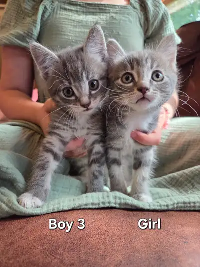 Friendly Kittens, View more