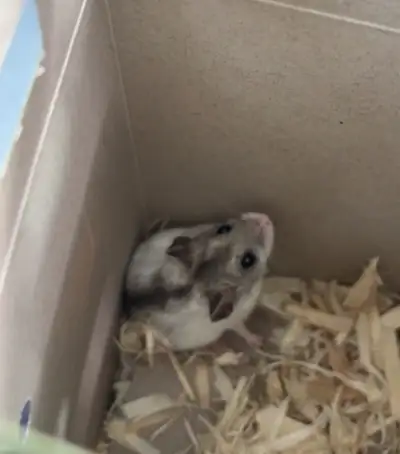 Dwarf Hamster, View more