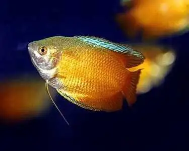 Dwarf gourami , View more