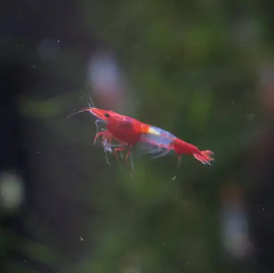 Crevettes rouge rili - red rili, View more