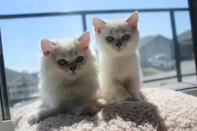 We have two beautiful British Chinchilla boys available for reservation! One is a British Shorthair,...