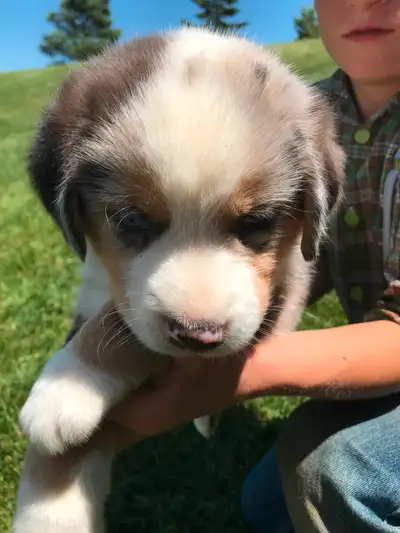 Bernese Mountain Puppies Cross, View more