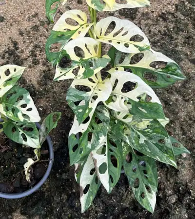 adansonii variegata long stem rooted, View more