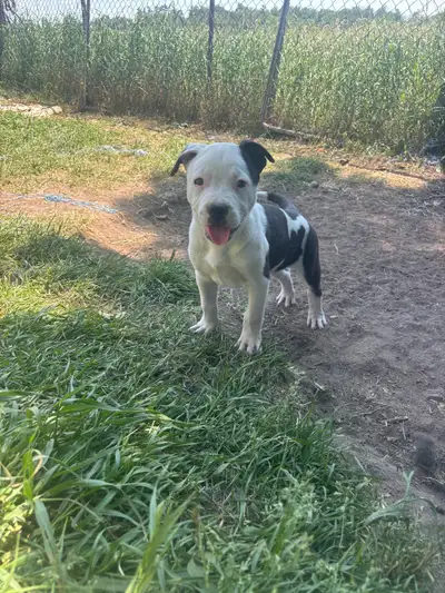 ••  FOUR  FEMALES LEFT •• READY FOR HOMES SECOND WEEK OF JUNE, View more
