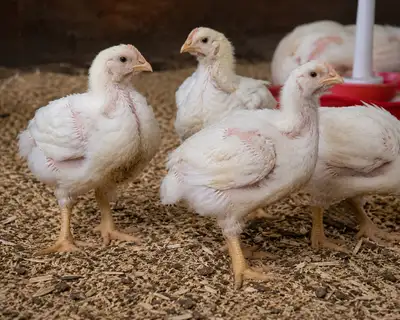 Cornish cross (meat) chicks, View more