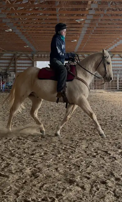 2022 Quarter Horse Gelding Grade (no papers) 15-15.2hh (Still bum high) Trailers well Reliable on th...