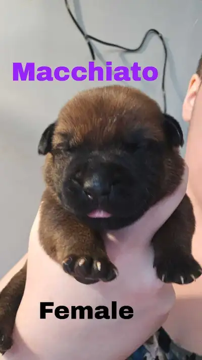 Puppies looking for Furever home, View more