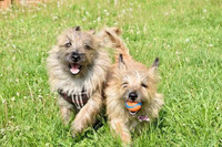 World Class Cairn Terrier Puppies