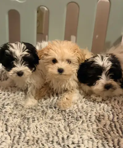 Maltipoo puppies, View more