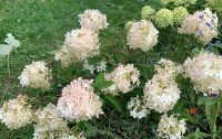 “Sweet summer” hydrangea tree 32” Proven winners variety 