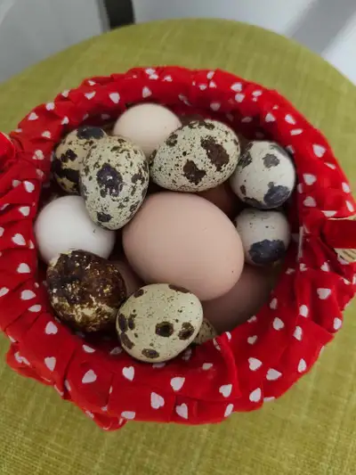 12 oeufs de caille fécondés : 10$