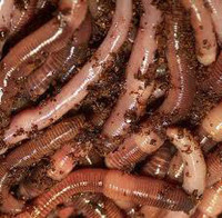 Worms (nightcrawlers)