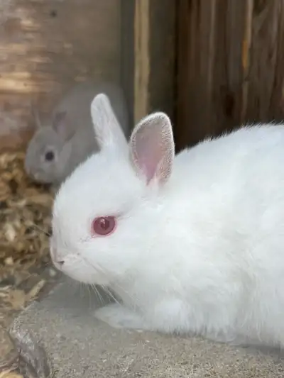 Baby Rabbits, View more